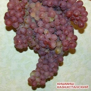 Саженцы винограда. Казахстан.