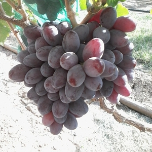 Виноградная гроздь.Лучшие сорта винограда.Новинки!