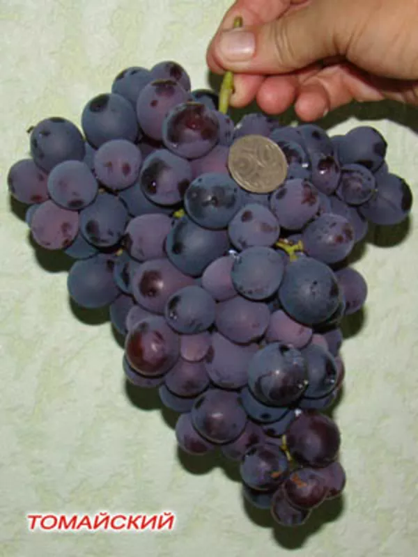 Саженцы винограда. Казахстан. 3