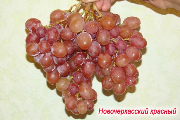 Саженцы винограда. Казахстан. 5
