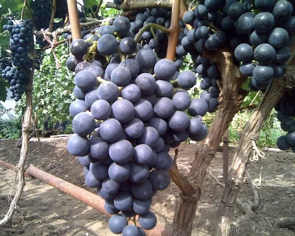 Виноградная гроздь.Лучшие сорта винограда.Новинки! 3