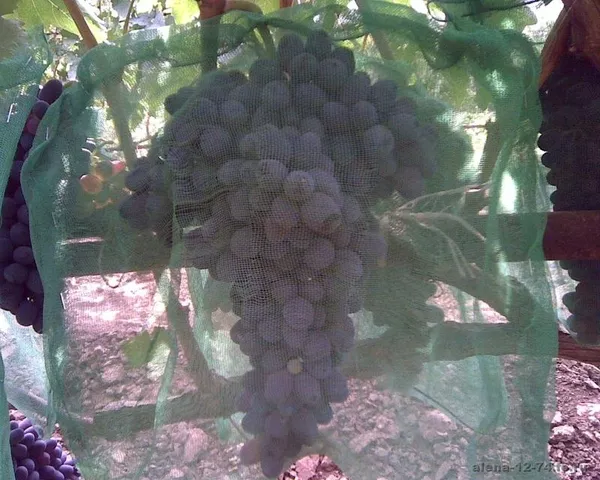 Виноградная гроздь.Лучшие сорта винограда.Новинки! 4