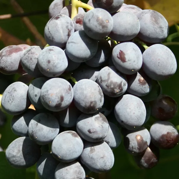 Виноградная гроздь.Лучшие сорта винограда.Новинки! 6
