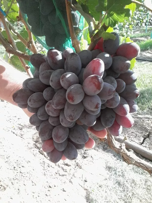 Виноградная гроздь.Лучшие сорта винограда.Новинки! 8