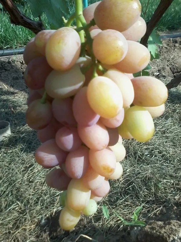 Виноградная гроздь.Лучшие сорта винограда.Новинки! 9
