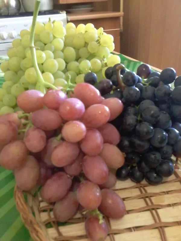 Виноградная гроздь.Лучшие сорта винограда.Новинки! 10