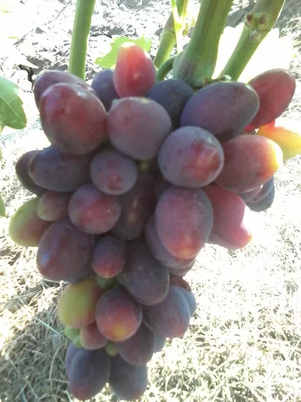 Виноградная гроздь.Лучшие сорта винограда.Новинки! 11