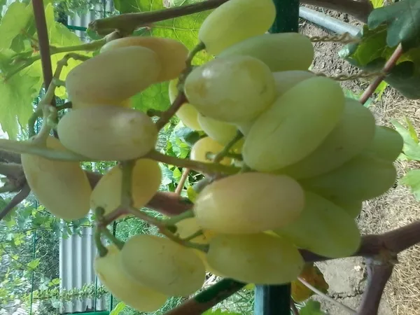 Виноградная гроздь.Лучшие сорта винограда.Новинки! 12