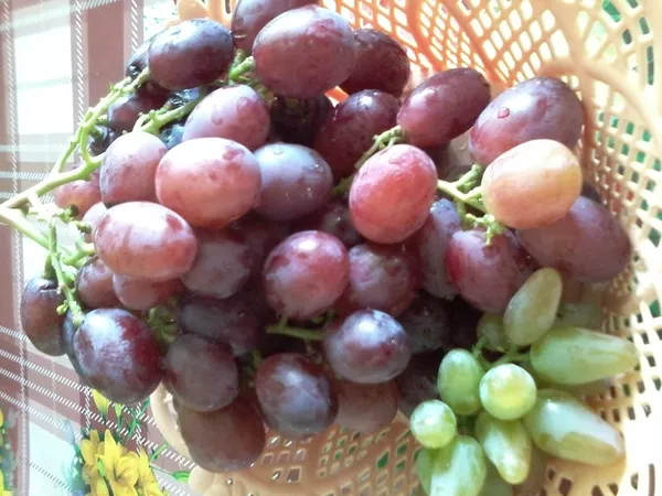 Виноградная гроздь.Лучшие сорта винограда.Новинки! 13
